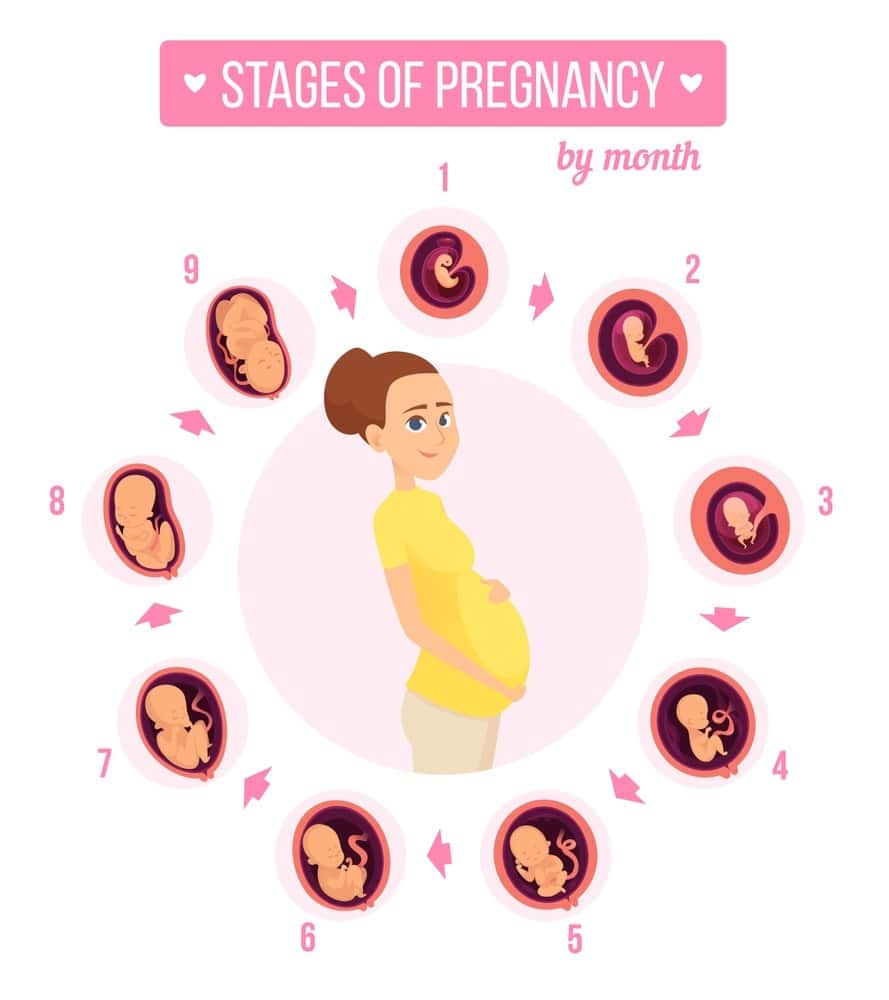 Illustration of pregnancy stages from conception to birth.