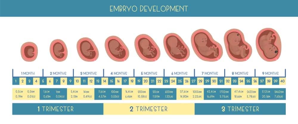 Embryo development stages from fertilization to 9 months.