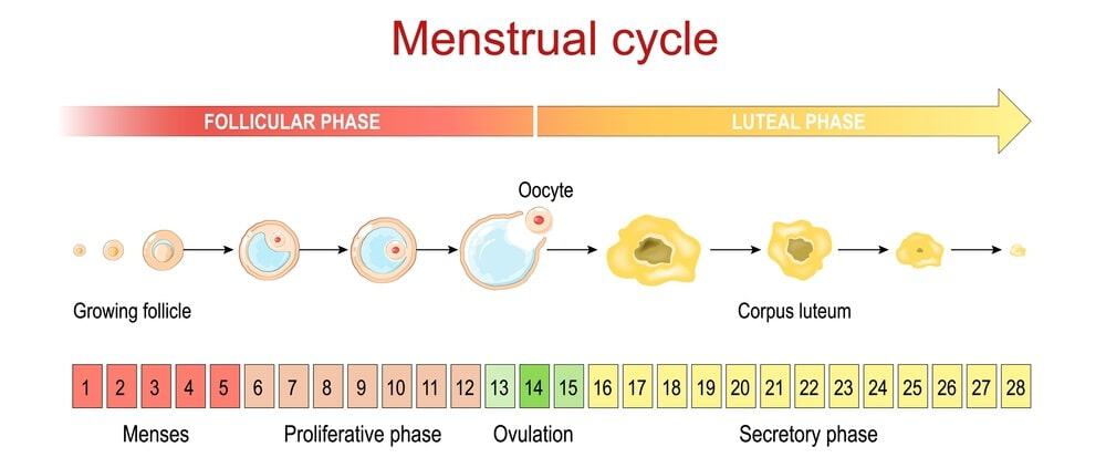 Optimizing Fеrtility: How Follicular Study Can Hеlp You Concеivе